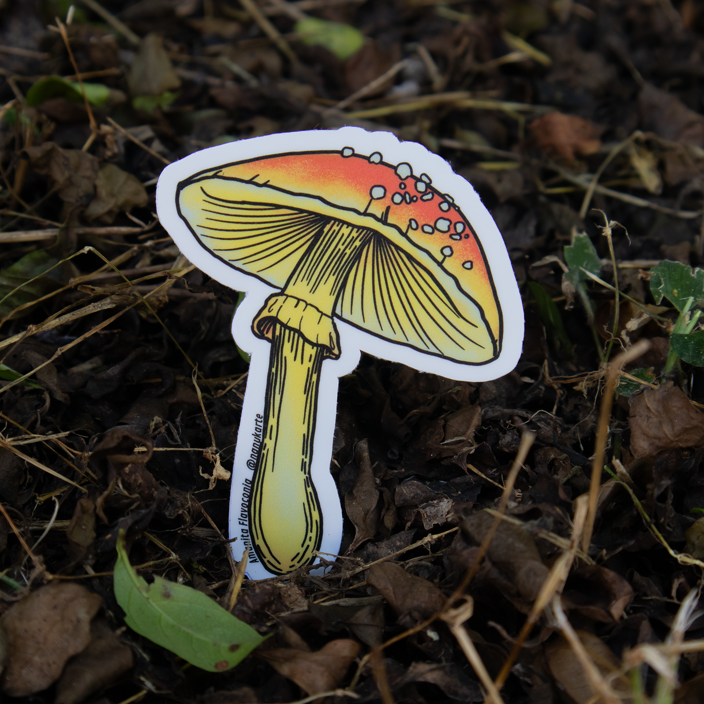 Funga Tropical I