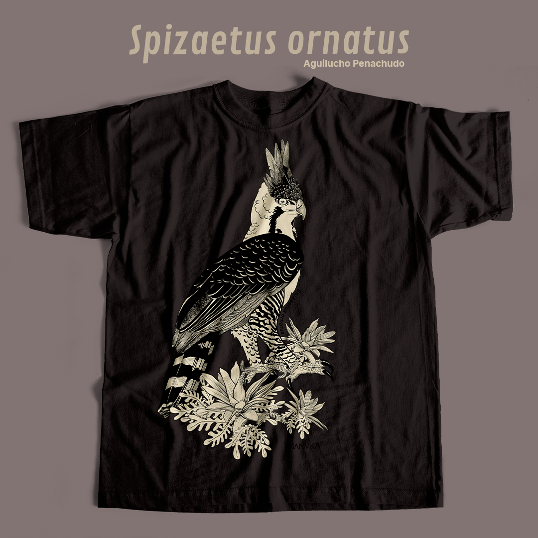 Camiseta Aguilucho Penachudo-Spizaetus ornatus
