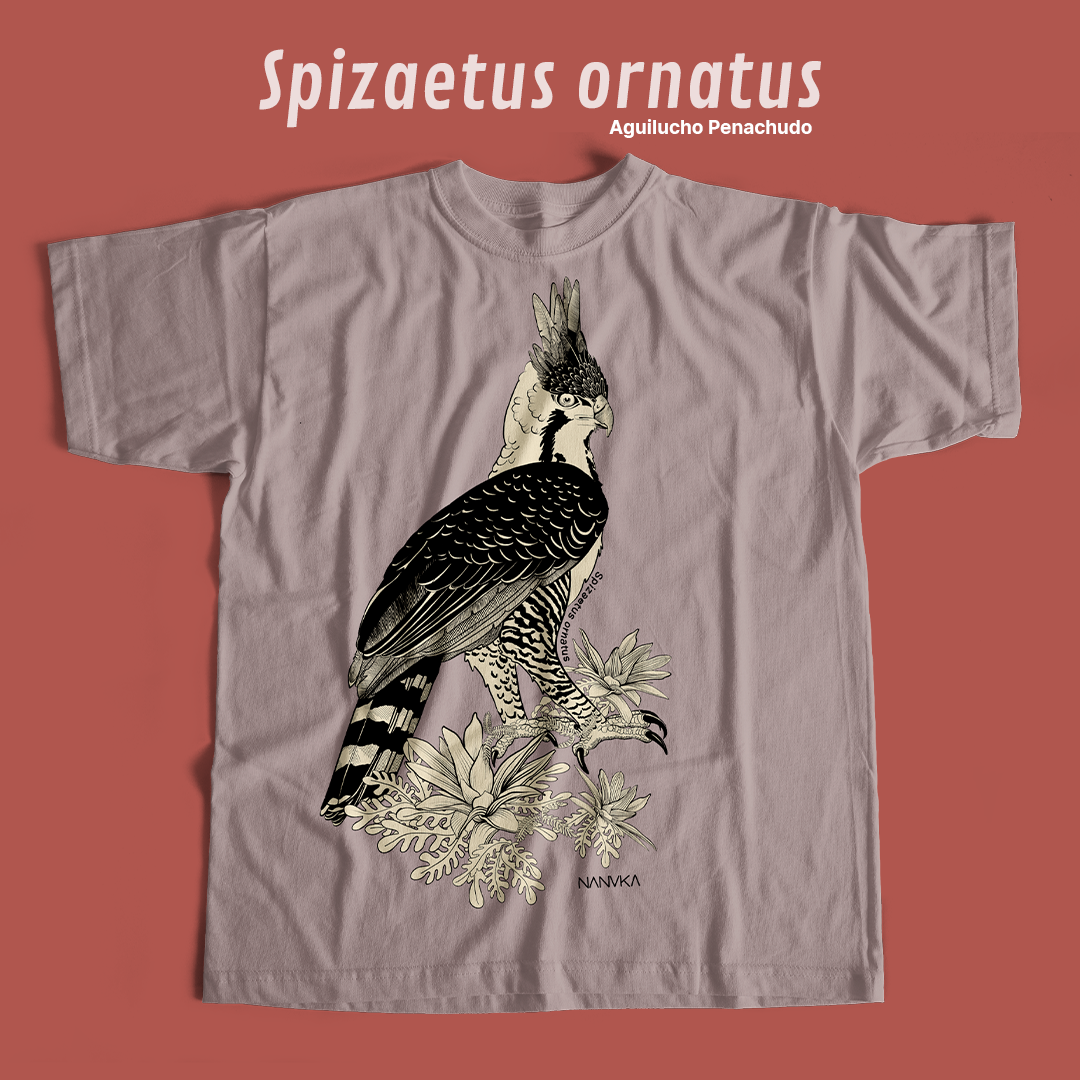 Camiseta Aguilucho Penachudo-Spizaetus ornatus