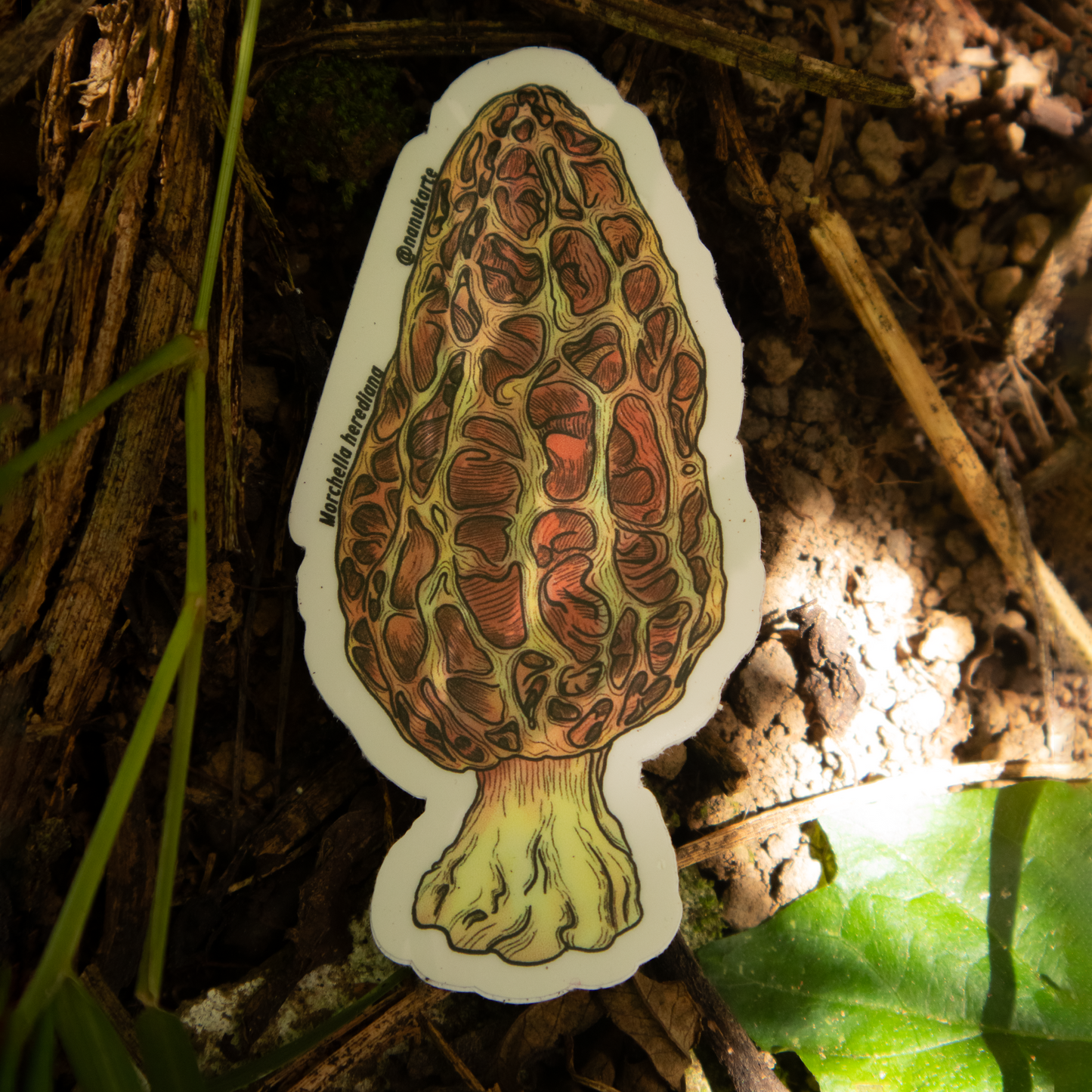 Funga Tropical I