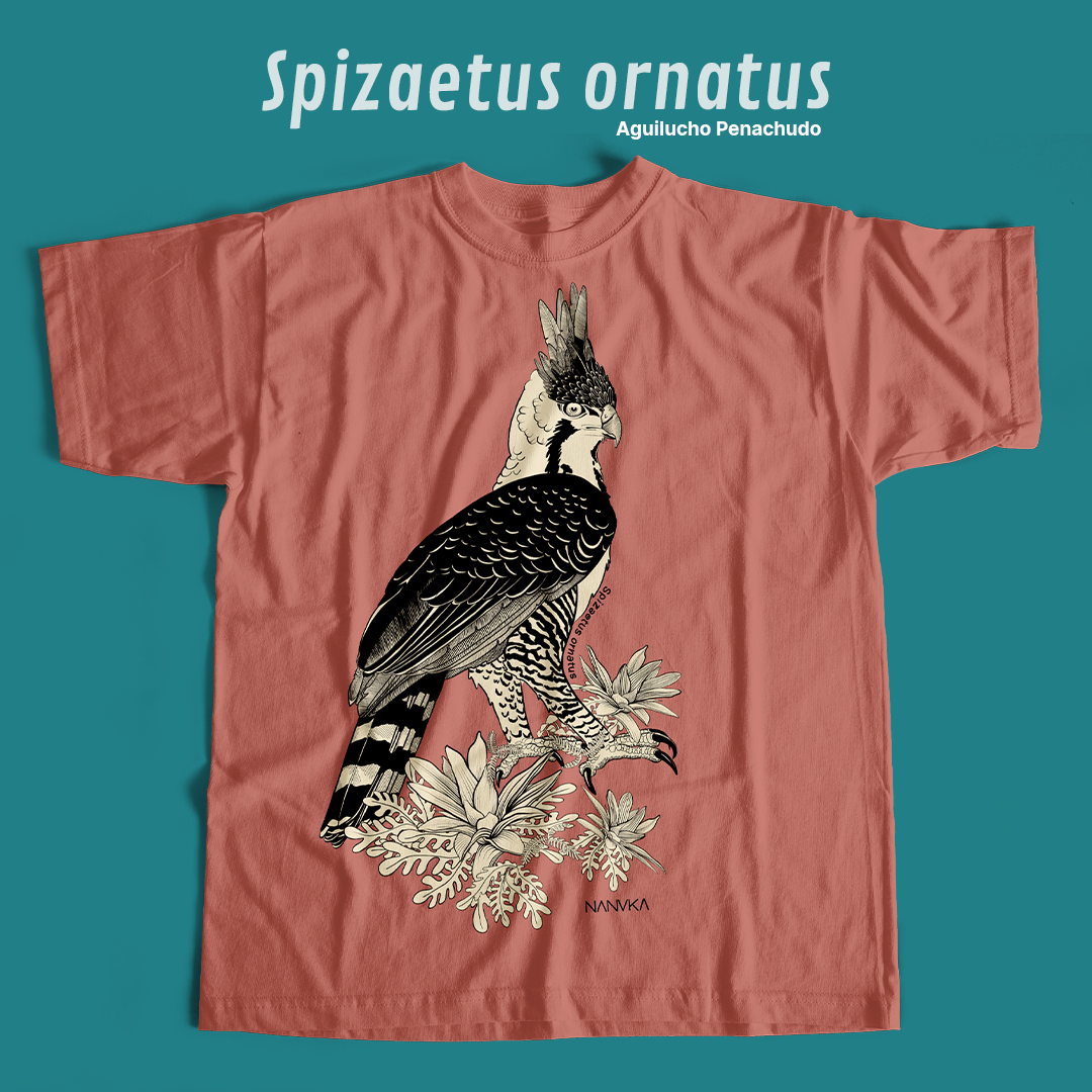 Camiseta Aguilucho Penachudo-Spizaetus ornatus