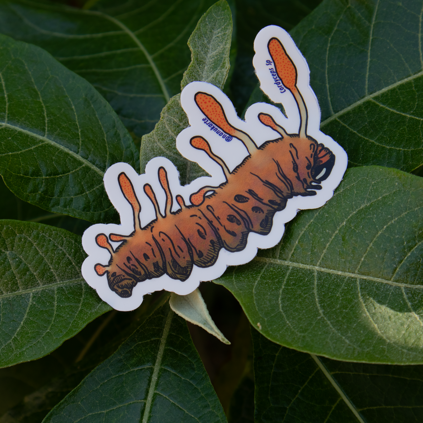 Funga Tropical I