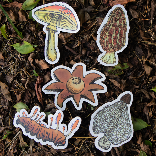 Funga Tropical I