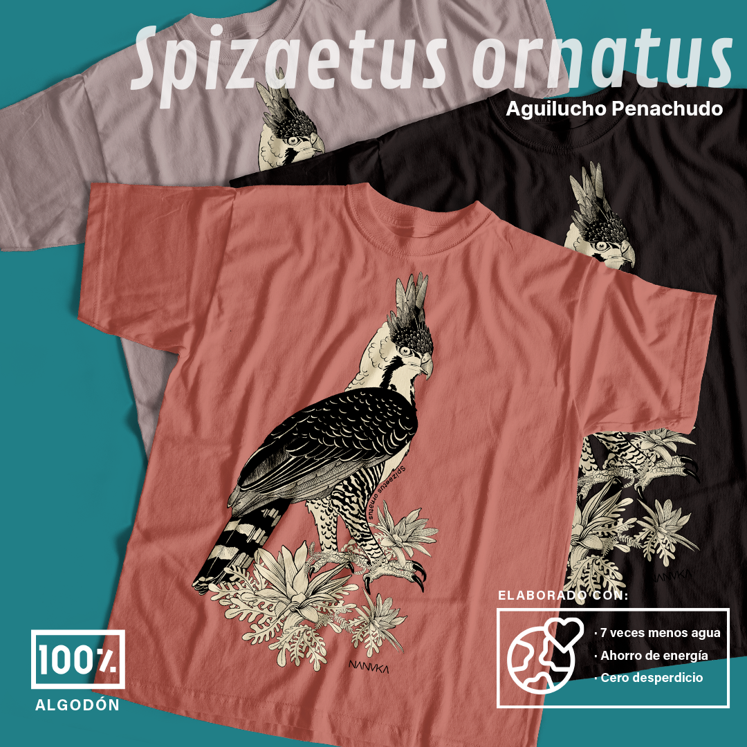 Camiseta Aguilucho Penachudo-Spizaetus ornatus